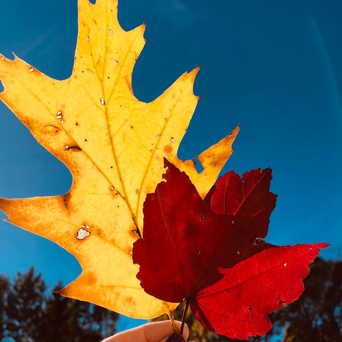 Updating your Fall Wardrobe