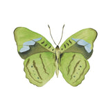 Green Butterfly Acrylic Art Block - Small